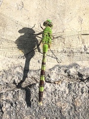 Erythemis vesiculosa