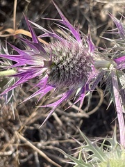 Eryngium leavenworthii