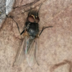 Brachycera