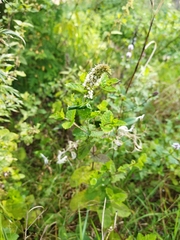 Mentha suaveolens