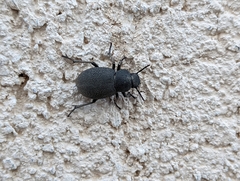 Phymatiotris quadricollis