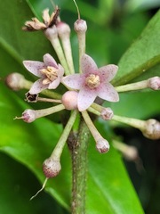 Ardisia cornudentata morrisonensis