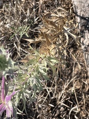 Eryngium leavenworthii