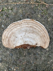 Ganoderma megaloma