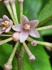 Ardisia cornudentata morrisonensis