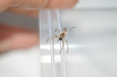 Clubionidae