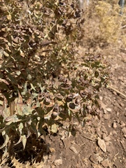 Euphorbia macrocarpa