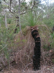 Xanthorrhoea preissii