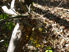 Trichocentrum cebolleta