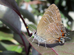 Satyrium liparops
