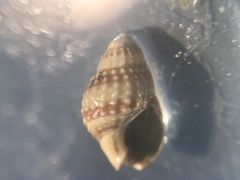 Nassarius