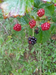 Rubus polonicus