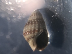 Nassarius