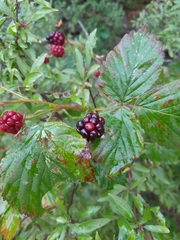 Rubus polonicus