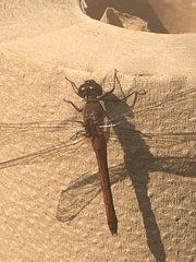 Sympetrum internum