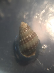 Nassarius