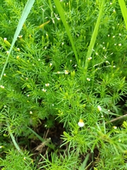Tagetes filifolia