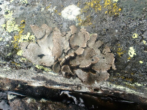 pupkovka (Umbilicaria)
