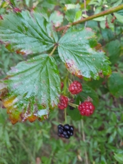 Rubus polonicus