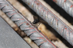 Satyramoeba hetrusca