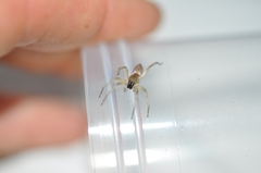 Clubionidae