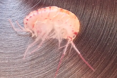 Arcitalitrus sylvaticus