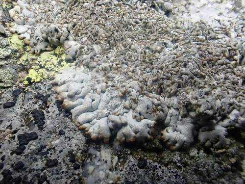 brodoa pokrútená (Brodoa intestiniformis)