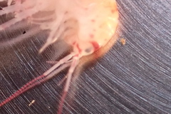 Arcitalitrus sylvaticus