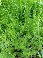 Tagetes filifolia