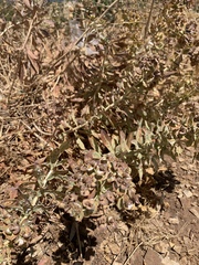 Euphorbia macrocarpa