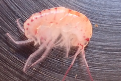 Arcitalitrus sylvaticus