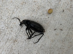 Calosoma