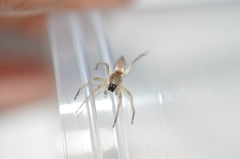 Clubionidae