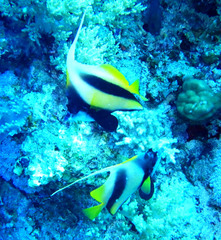 Heniochus intermedius