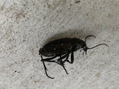 Calosoma
