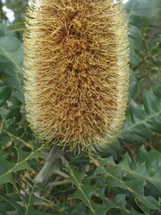 Banksia grandis