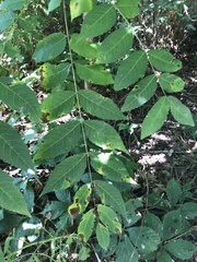 Juglans