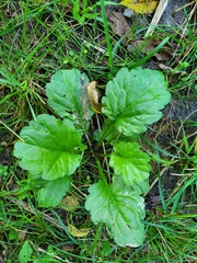 Senecioninae