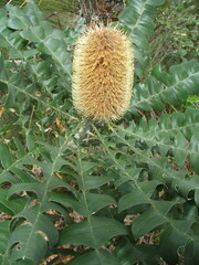 Banksia grandis