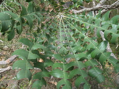 Banksia grandis