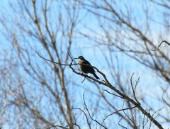 Cinclodes patagonicus