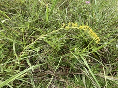 Solidago leavenworthii