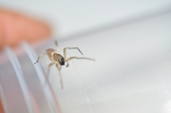 Clubionidae