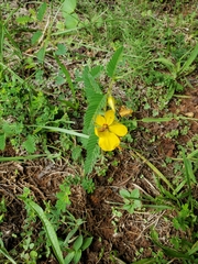 Chamaecrista fasciculata