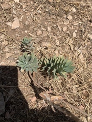 Euphorbia macrocarpa