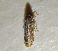 Plectoderini