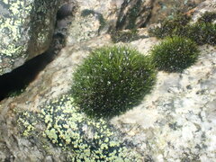Grimmia