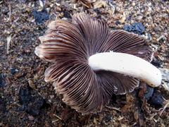 Psathyrella bipellis
