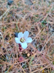 Saxifraga cernua