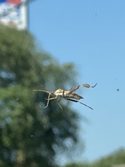 Leptoglossus clypealis